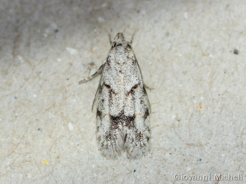 Conferma Symmoca signatella Autostichidae